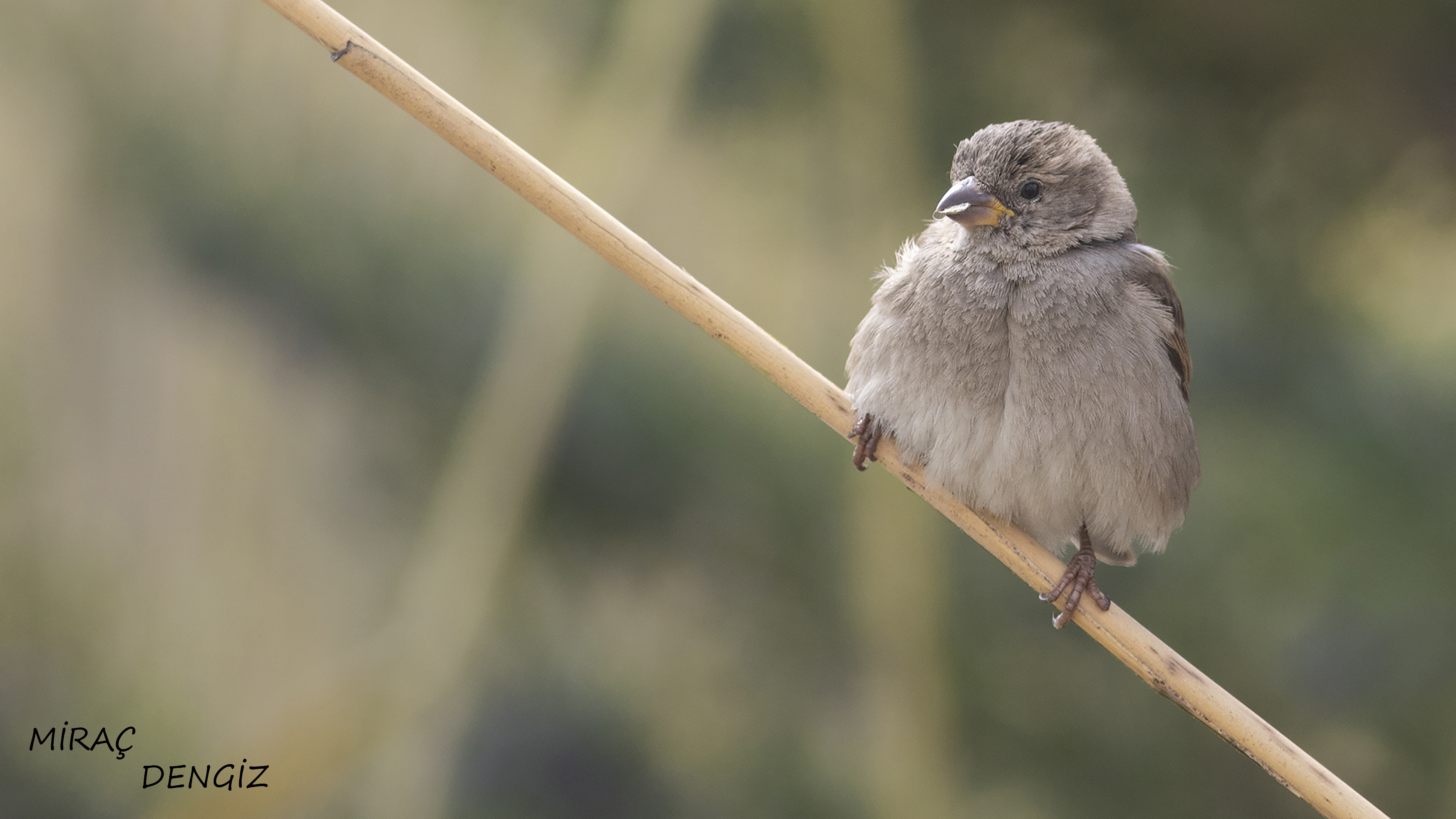 Dead Sea Sparrow